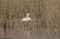 /album/kop-van-overijssel/img-0370-2-jpg/